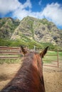 Horseback riding in Hawaii